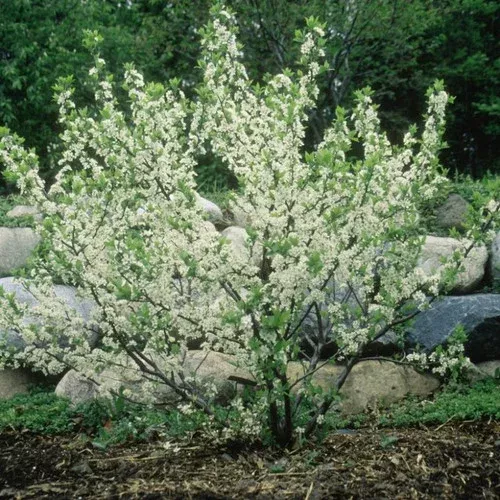 Beach Plum