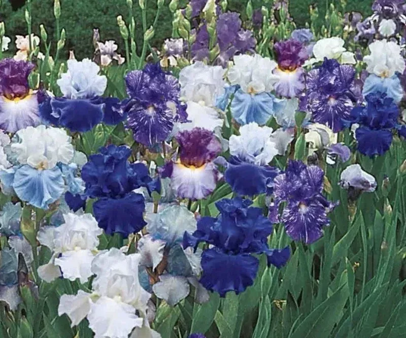 Bearded Iris California Blue Heaven Mix – 5 Bare Roots Tall Flower Plants