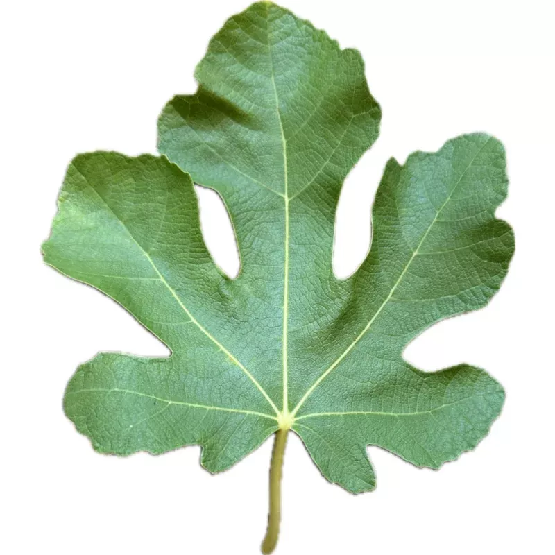 Bec de Perdiu Fig
