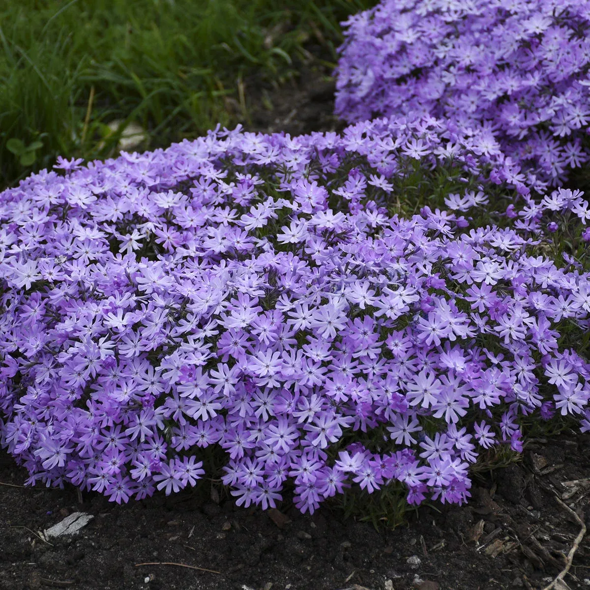 ‘Bedazzled Lavender’ Hybrid Spring Phlox