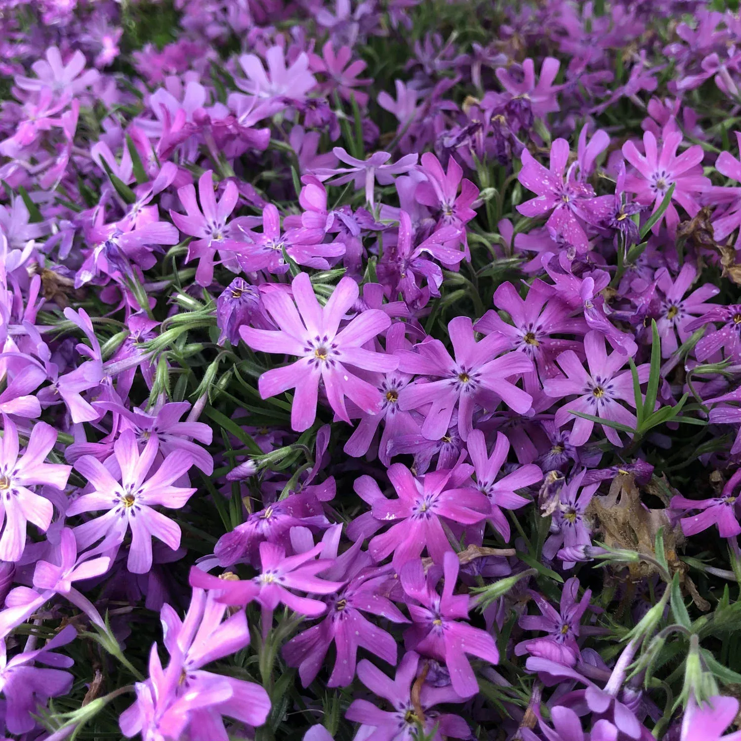 ‘Bedazzled Pink’ Hybrid Spring Phlox