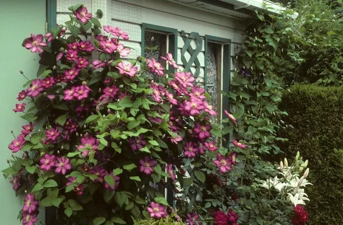 Bees’ Jubilee Clematis