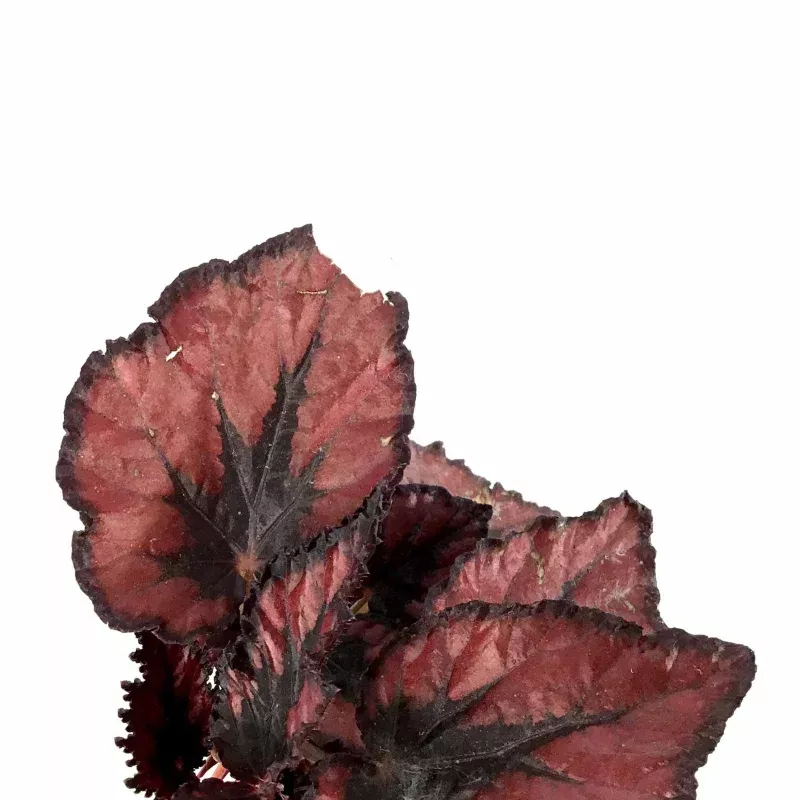 Begonia, 4in, Rex Jurassic, Asst