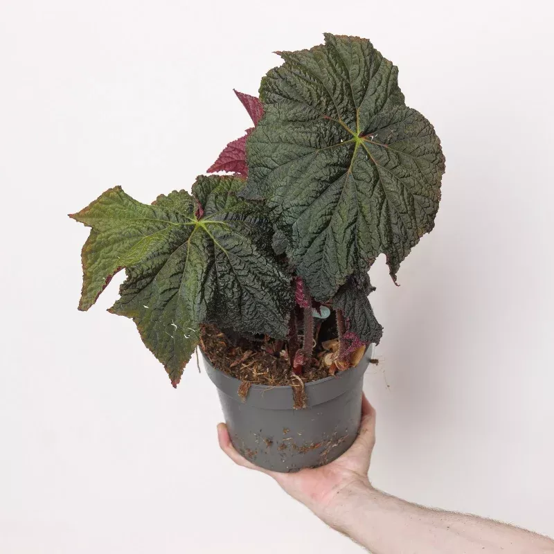 Begonia 'Darkside of the Moon'