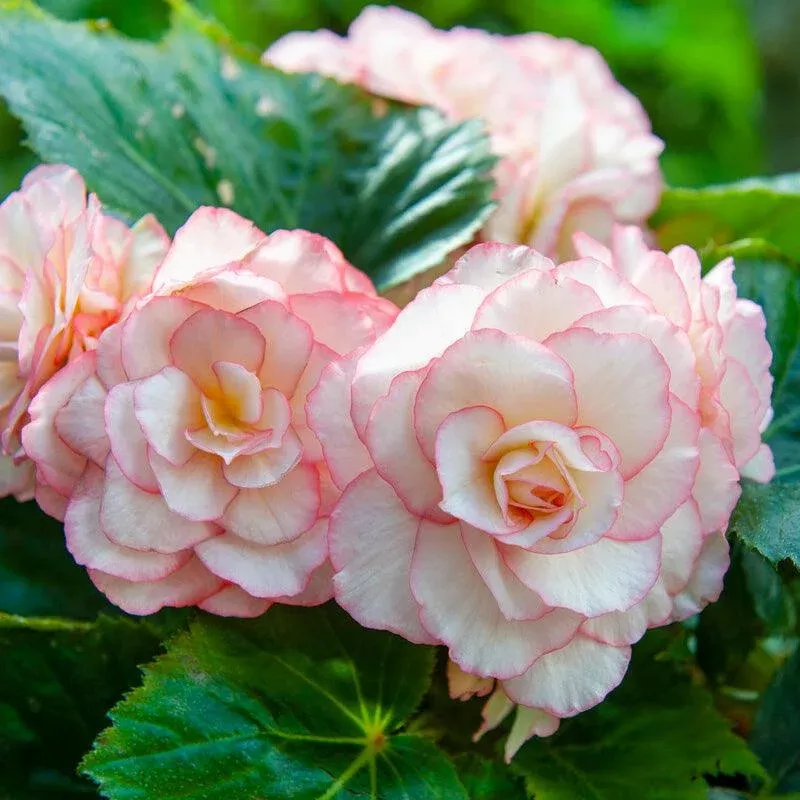 Begonia Double Bouton de Rose (Pack of 2)