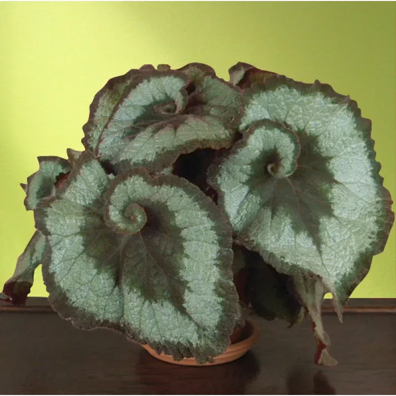 Begonia Escargot (Begonia rex hybrid)