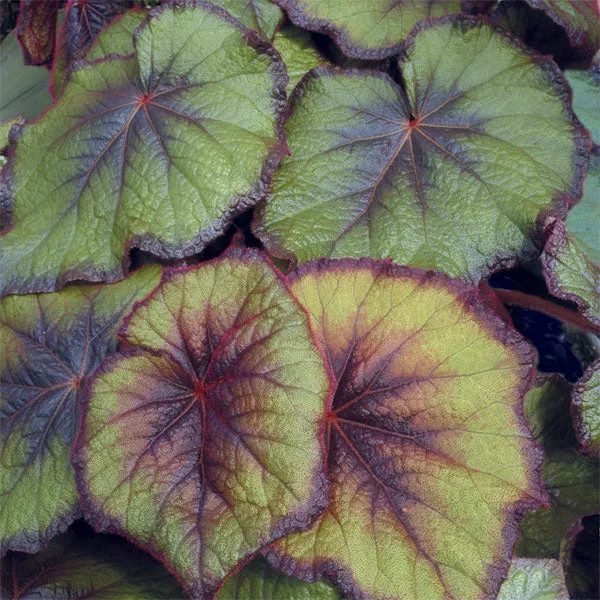 Begonia Fireflush (Begonia rex hybrid)