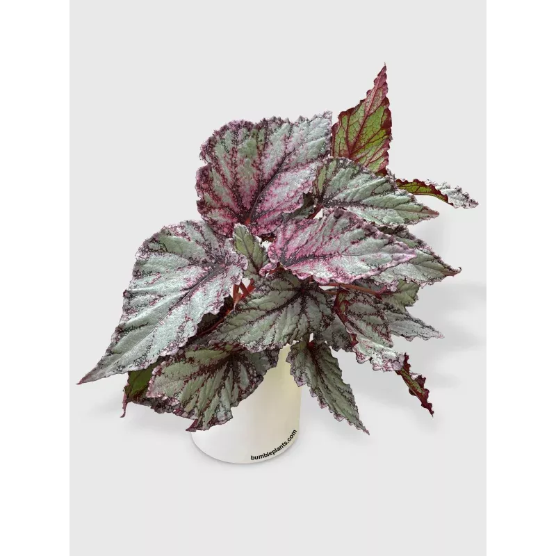 Begonia FlamencoPlant Care