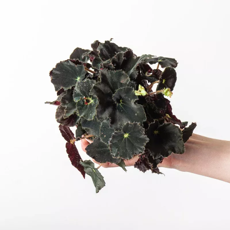 Begonia rex 'Black Velvet'