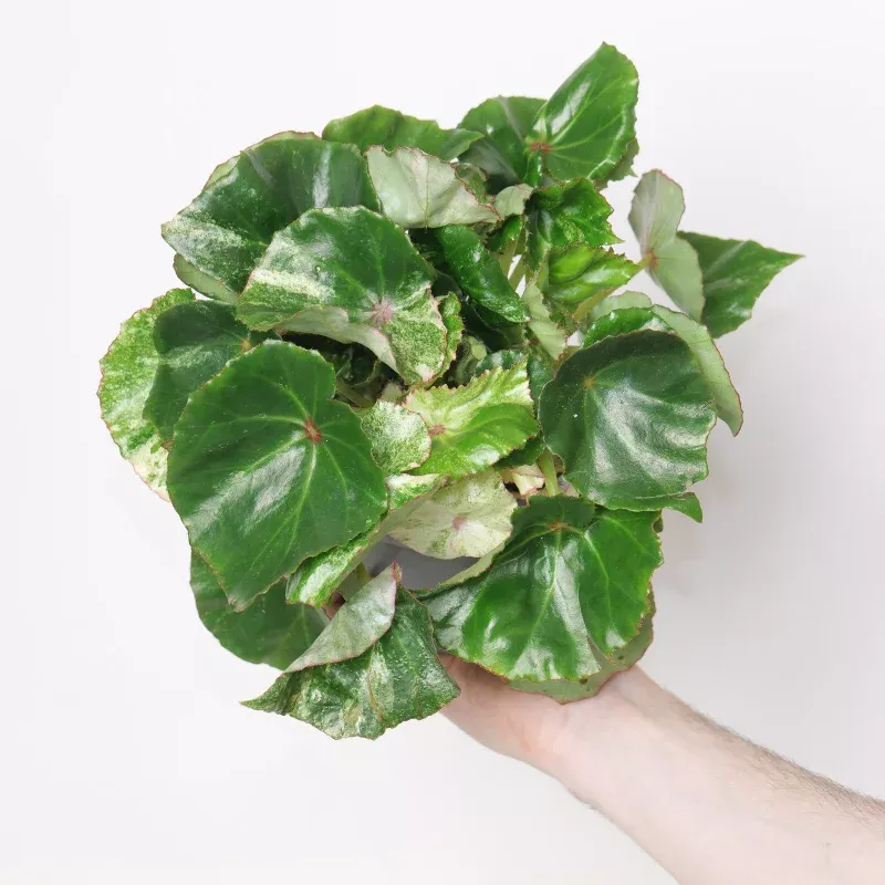 Begonia 'Rouge Variegated'