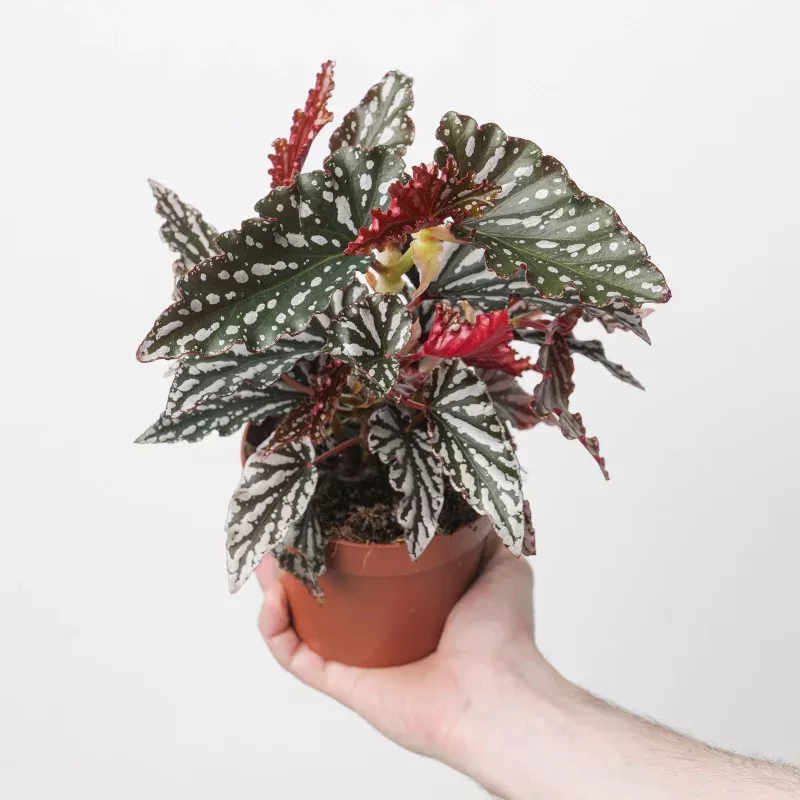Begonia 'Spotlight Dark'