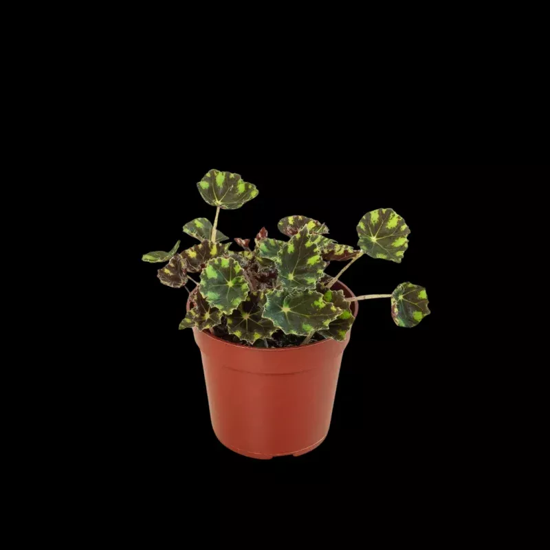 Begonia Tiger Paws - 4" Pot