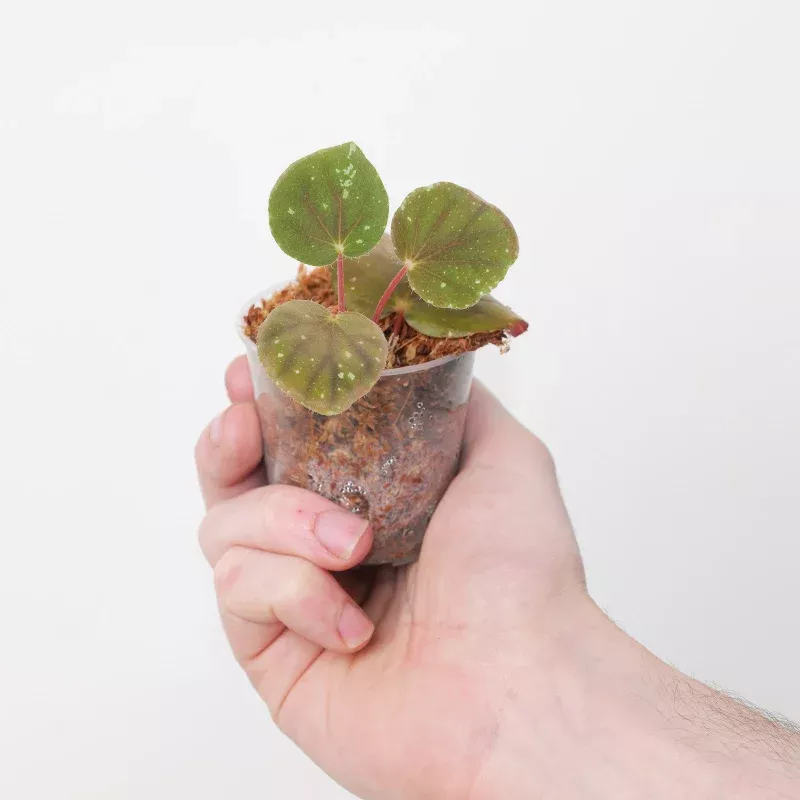 Begonia U074