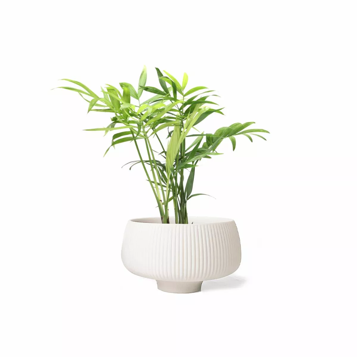Bella Palm 3 Inch – Potted