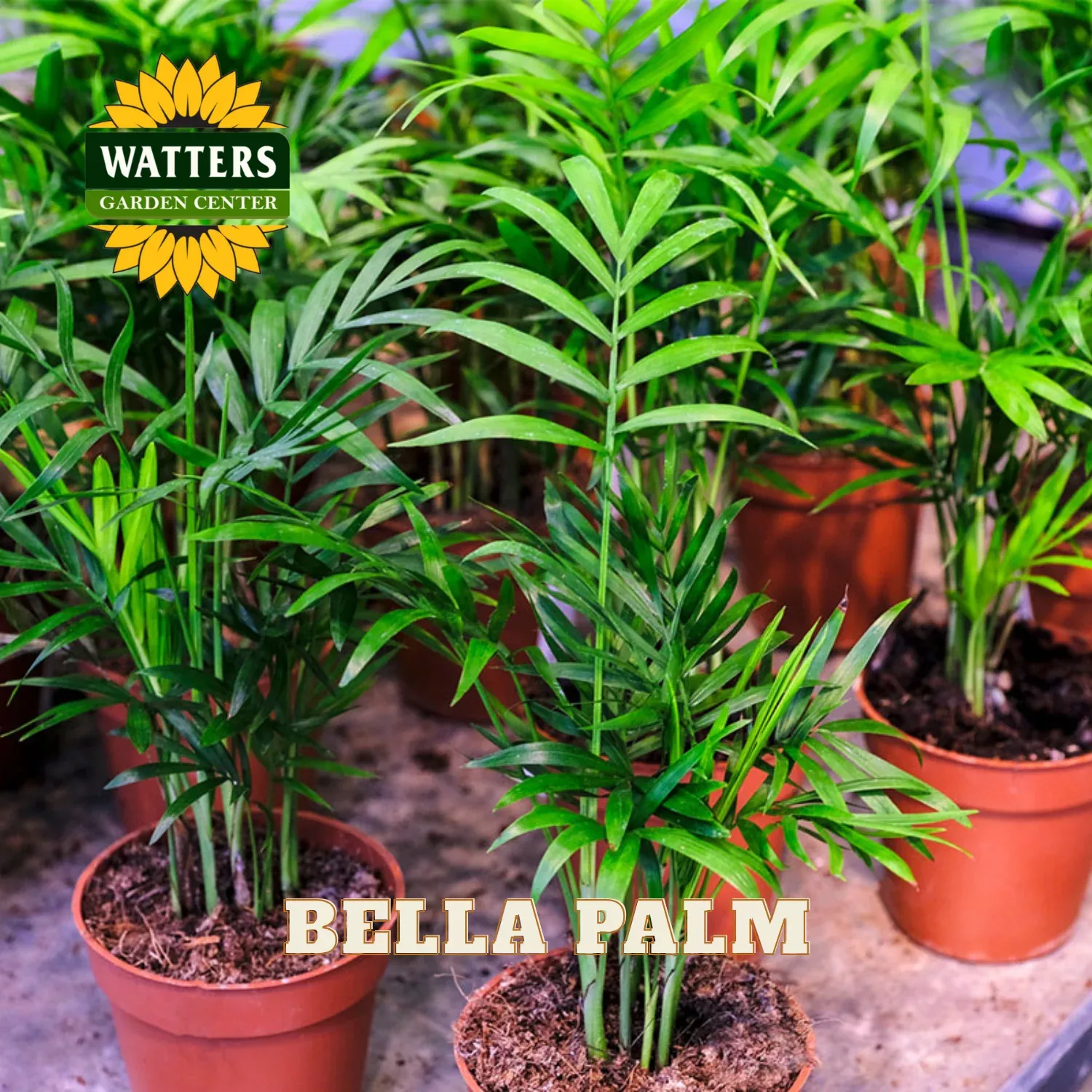 BELLA PALM 4in