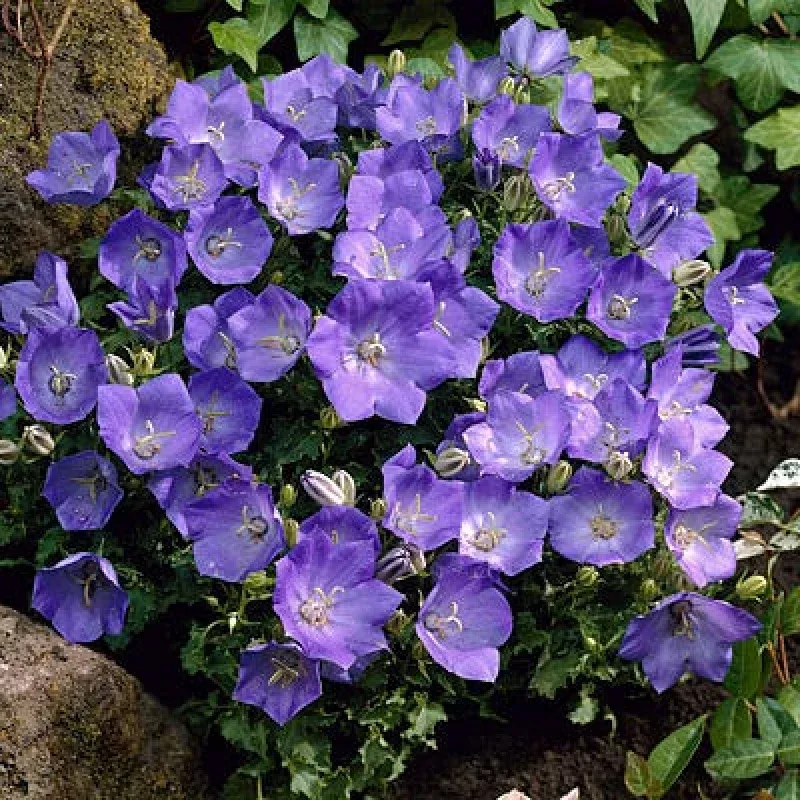 Bellflower Blue Clips