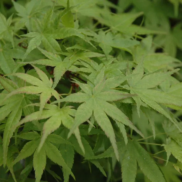 Beni Tsukasa Japanese Maple