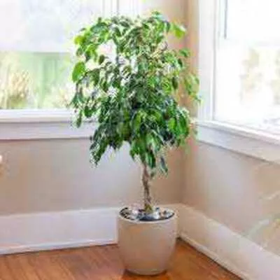 BENJAMINA FICUS 10in