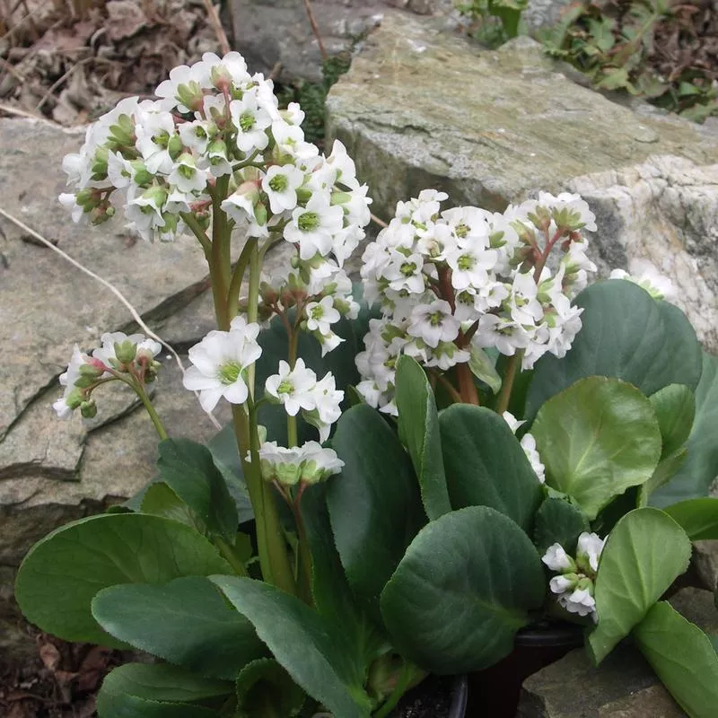 Bergenia ‘Bressingham White’