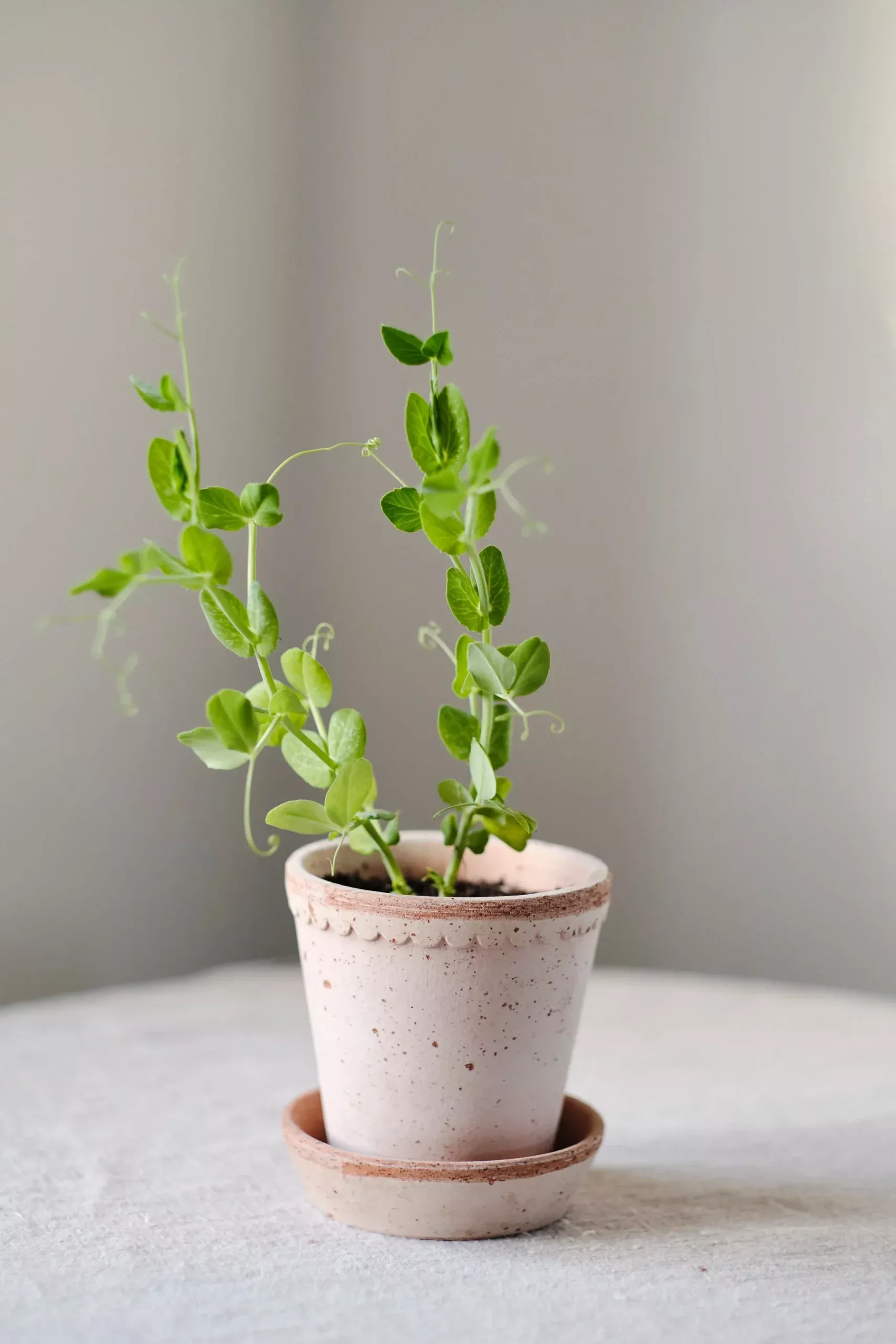 Bergs Helena Terracotta Pot, Rosa, 16cm (6.3″)