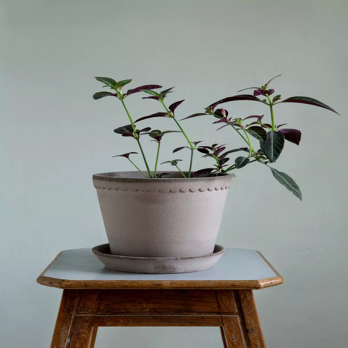 Bergs Scallop Pot