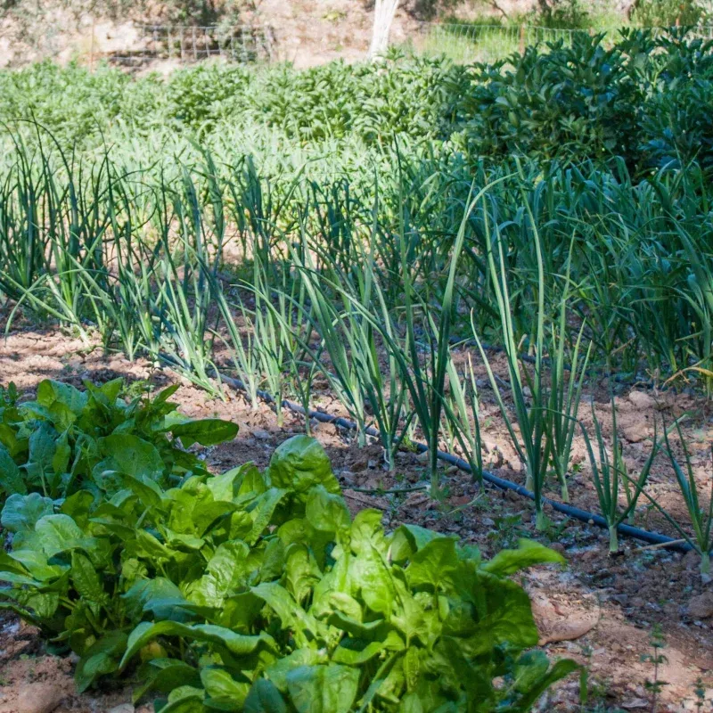 Best Vegetables for Shade | Grower's Choice