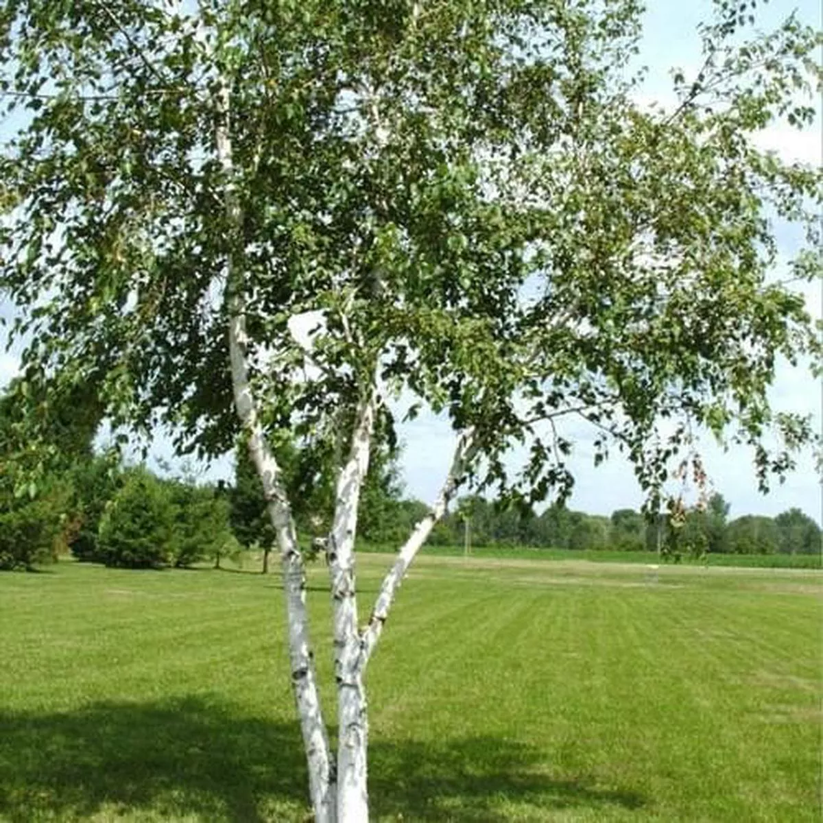 Betula papyrifera – Paper Birch Bareroot | 4-5ft