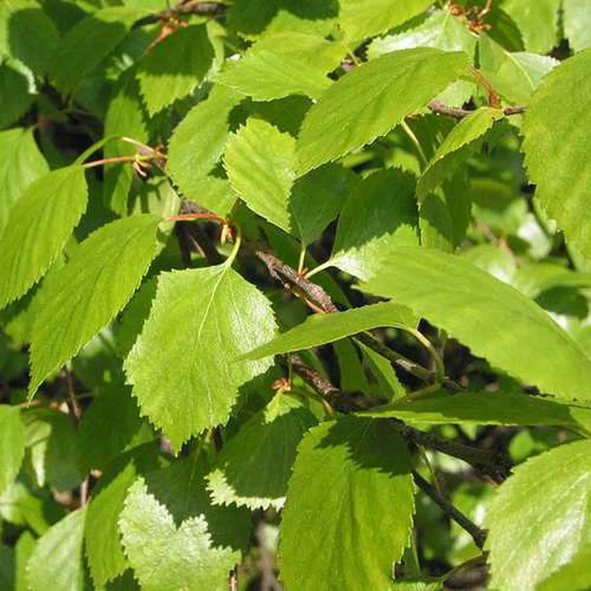 Betula pubescens – Downy Birch 1-2ft Bareroot