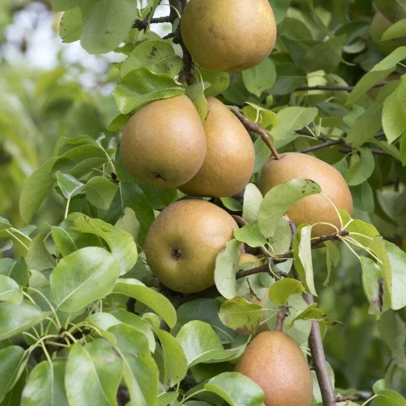 ‘Beurr Hardy’ Pear Tree