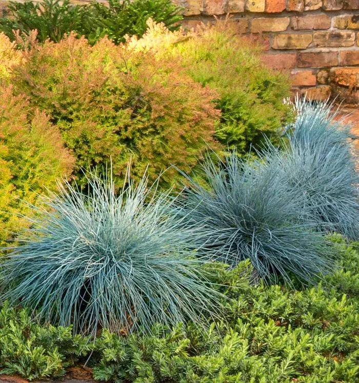 Beyond Blue Blue Fescue