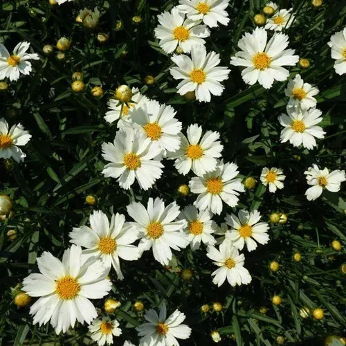 Big Bang™ Polaris Tickseed
