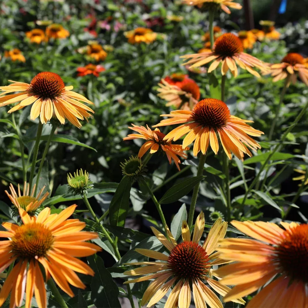 Big Kahuna Coneflower