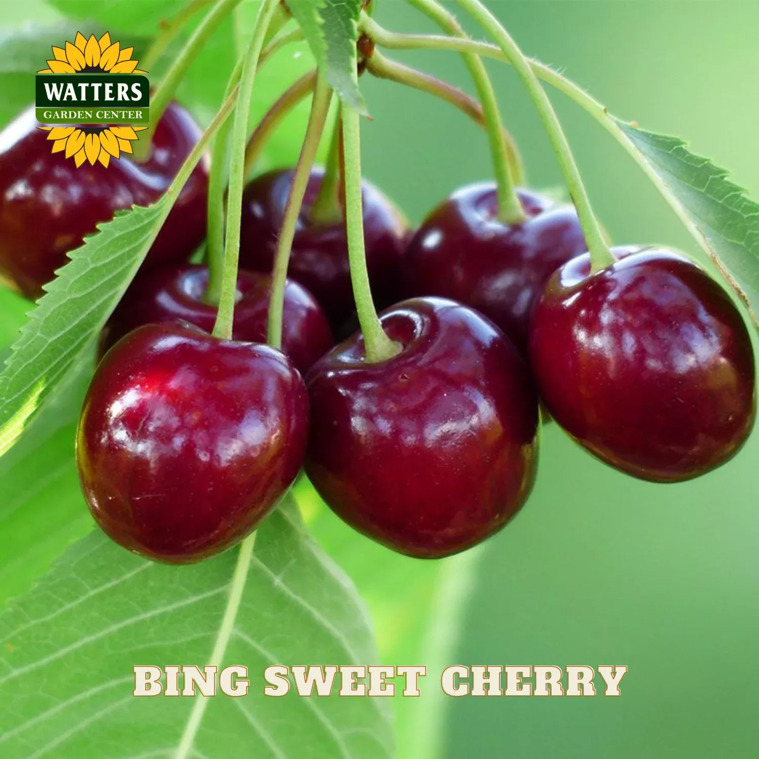 BING CHERRY TREE 7gal