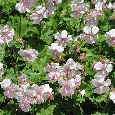 Biokovo Cranesbill