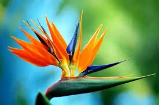 Bird of Paradise Seeds – 5 Seeds
