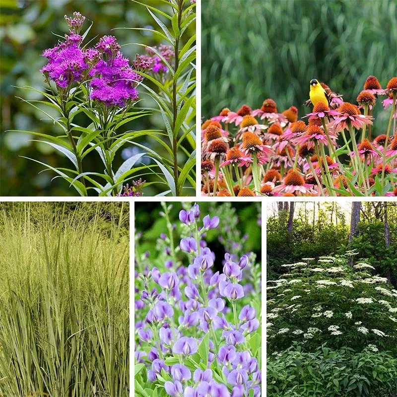 Bird Watcher Plant Collection
