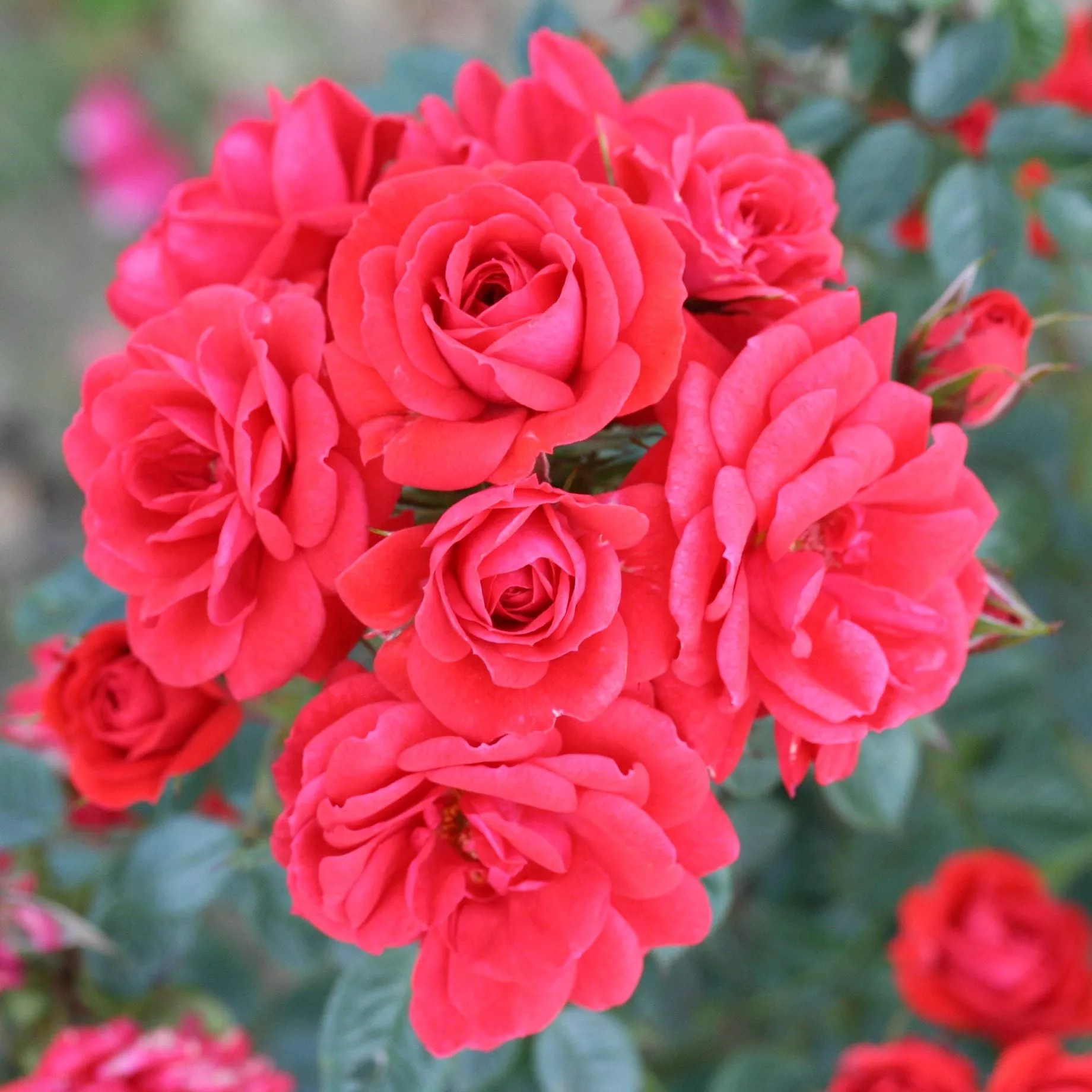 ‘Birthday Wishes’ Patio Shrub Rose