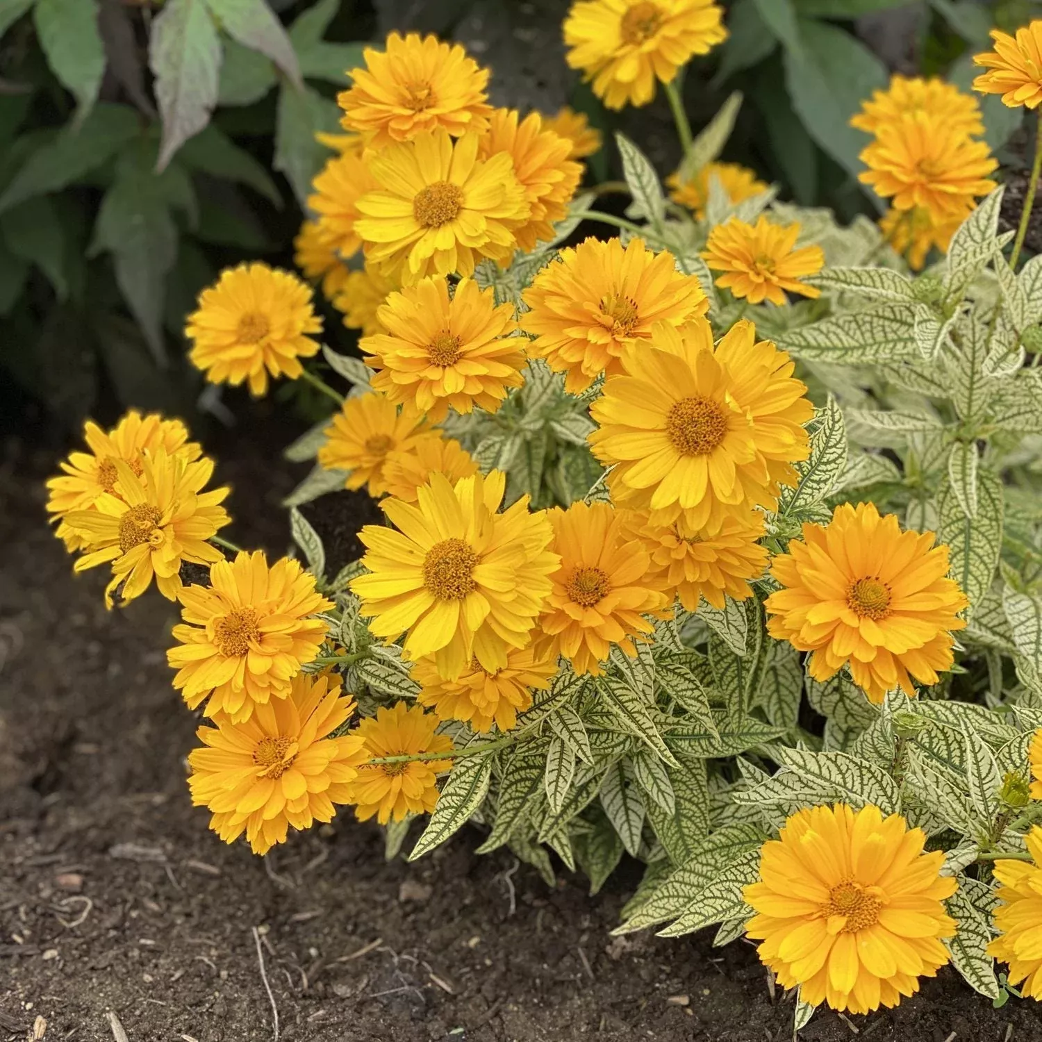 ‘Bit of Honey’ False Sunflower (Heliopsis)
