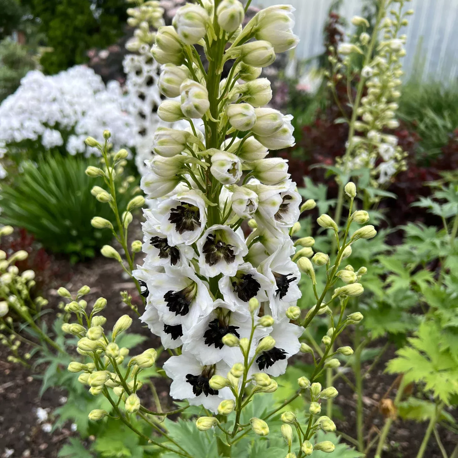 ‘Black Eyed Angels’ Hybrid Bee Delphinium