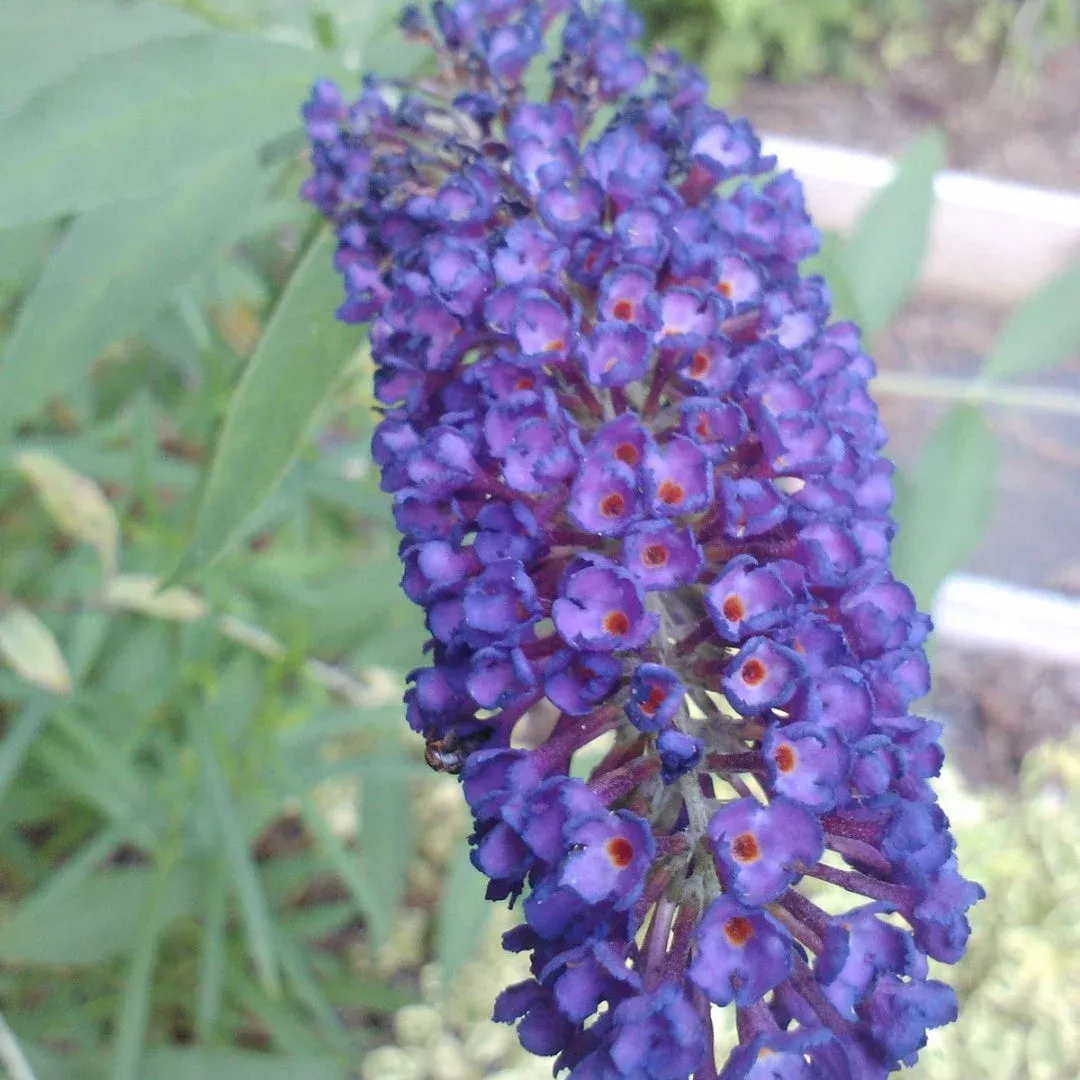 Black Knight’ Butterfly Bush