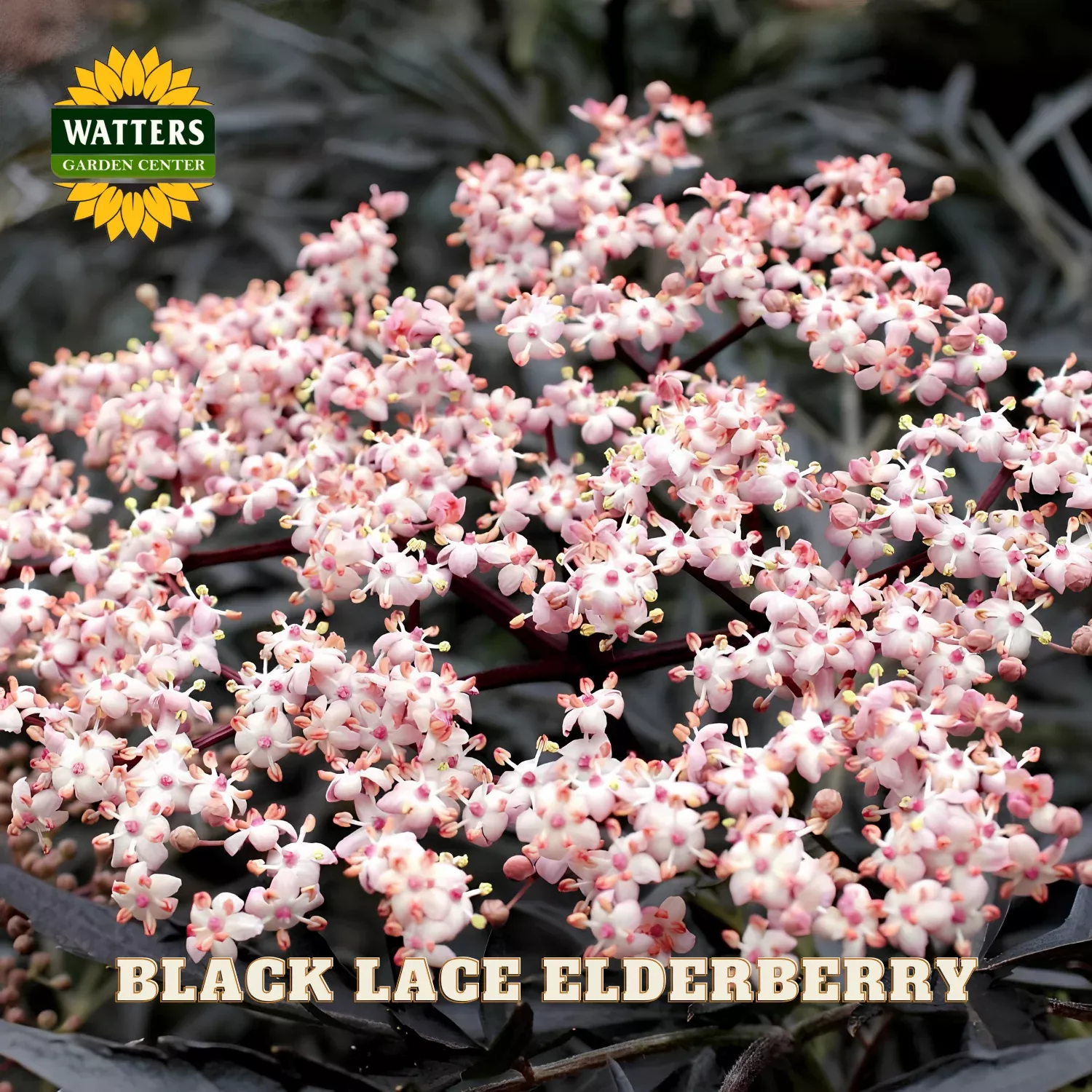BLACK LACE ELDERBERRY 6gal