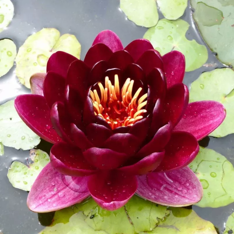 ‘Black Princess’ Water Lily