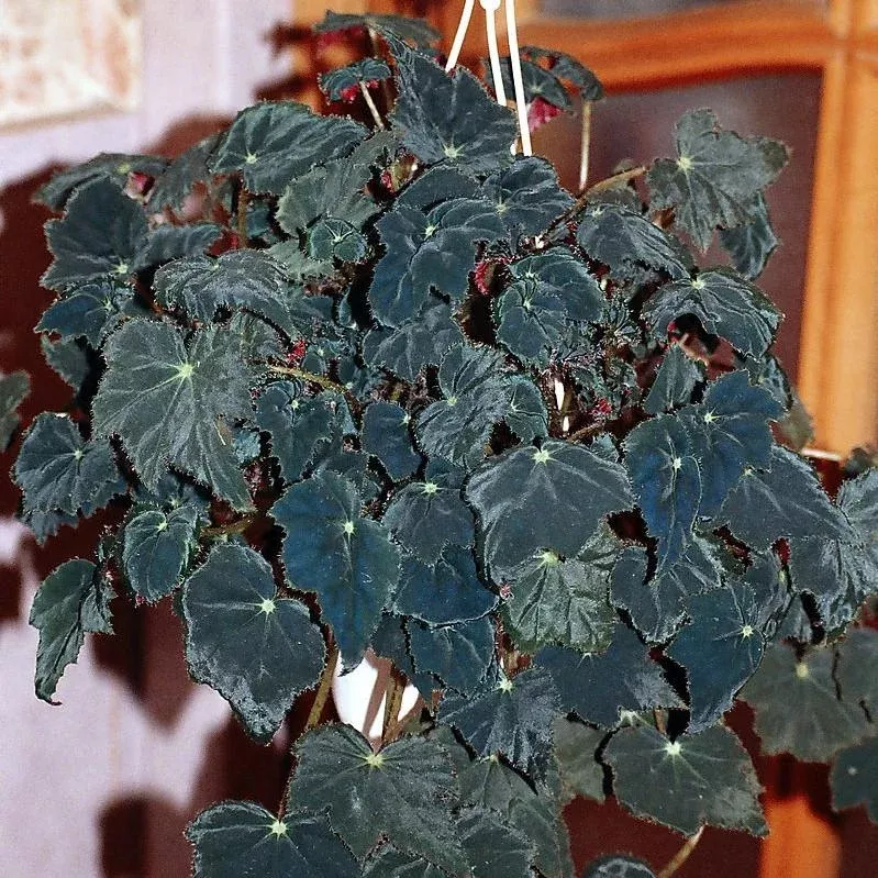 Black Velvet Begonia