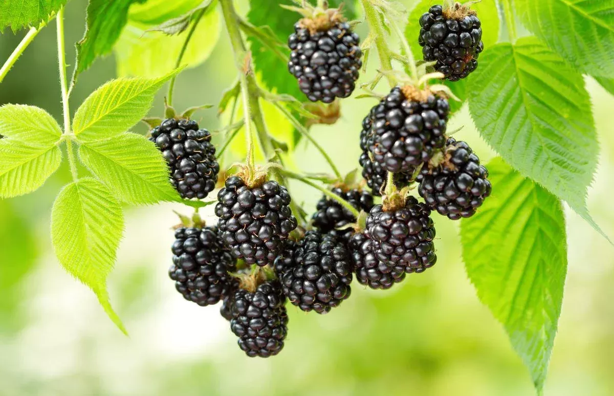 Blackberry ‘Perron Noir’ – Organic