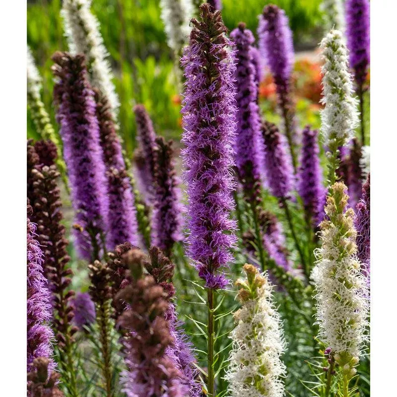 (Blazing Star) Liatris Mixture (10/pk)