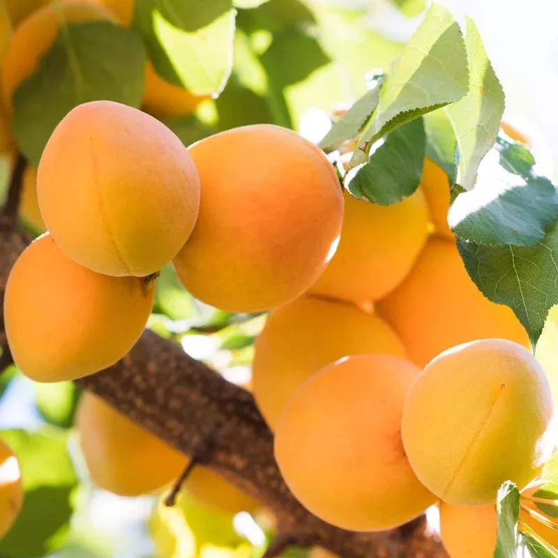 Blenheim Royal Apricot