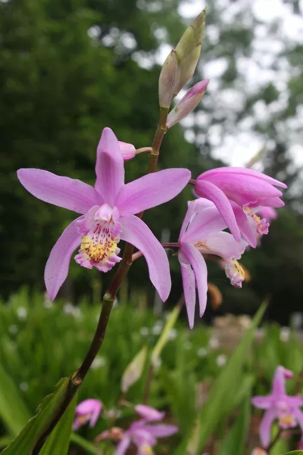 Bletilla Brigantes