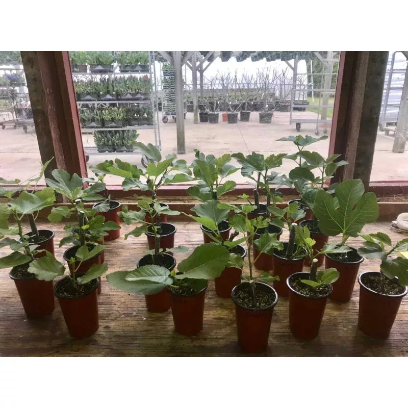 Blissberry Fig