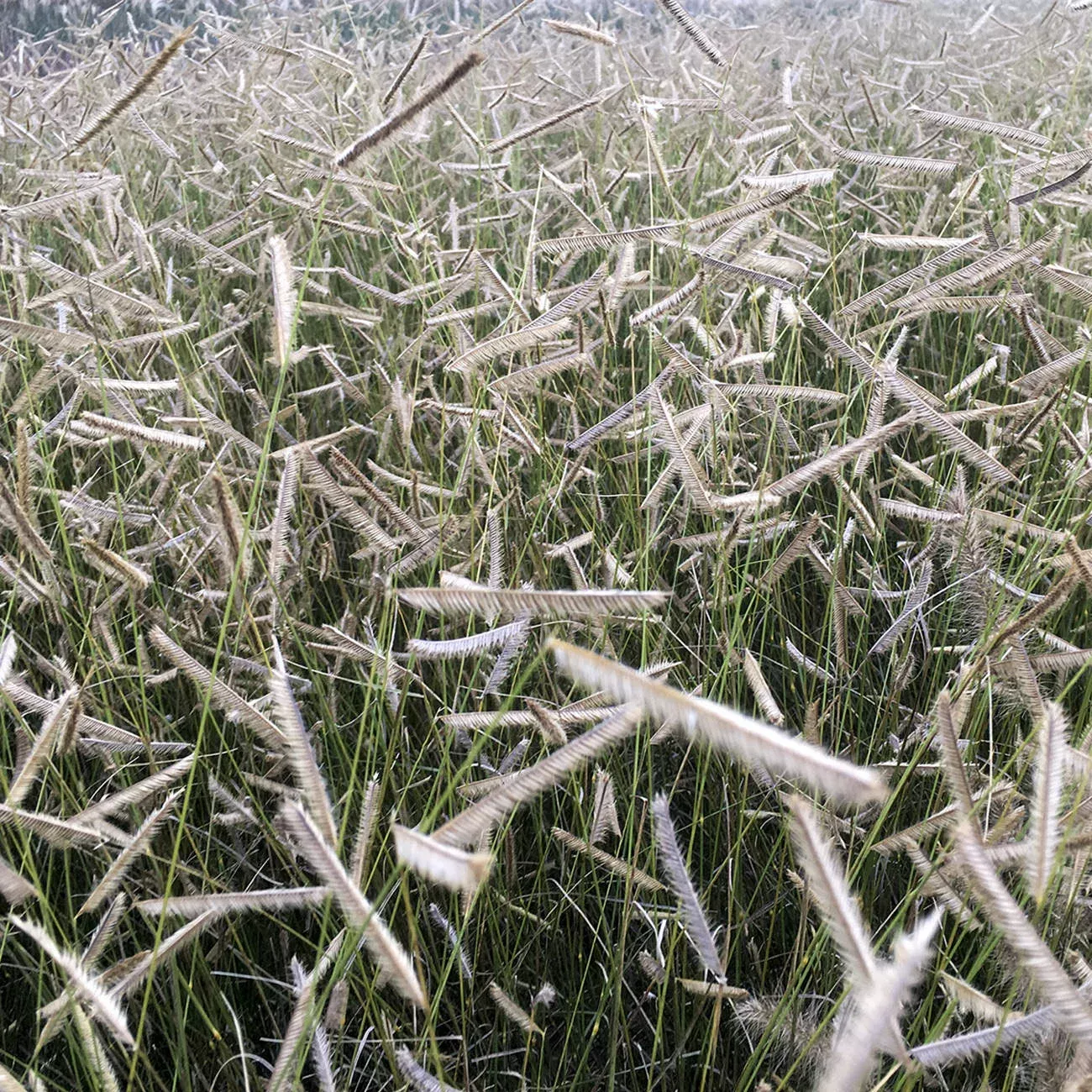 ‘Blonde Ambition’ Blue Grama Grass (Bouteloua)