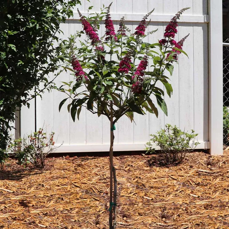 Bloomables CranRazz Butterfly Bush (Tree Form)